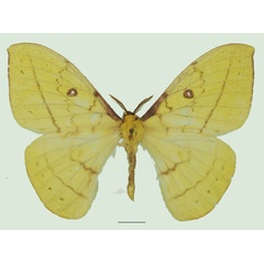 /filer/webapps/moths/media/images/H/hecqui_Tagoropsis_AM_Basquina.jpg