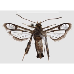 /filer/webapps/moths/media/images/T/tenebricus_Crinipus_HT_SMNSb.jpg