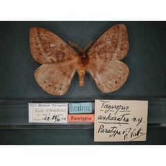 /filer/webapps/moths/media/images/A/ankaratra_Maltagorea_PT_RMCA_01.jpg