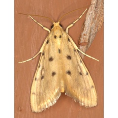 /filer/webapps/moths/media/images/S/stictalis_Calamoschoena_A_Heyns_01.jpg