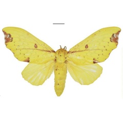 /filer/webapps/moths/media/images/R/regalis_Hypotrabala_PTF_NHMUK.jpg