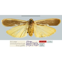 /filer/webapps/moths/media/images/P/pseudosimplex_Eilema_AT_MNHN.jpg