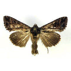 /filer/webapps/moths/media/images/A/amydra_Ctenoplusia_AM_RMCA.jpg