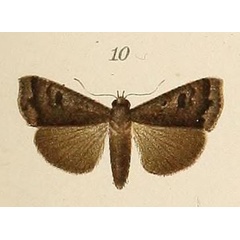 /filer/webapps/moths/media/images/G/grisea_Amphipyra_HT_Voeltzkow_6-10.jpg