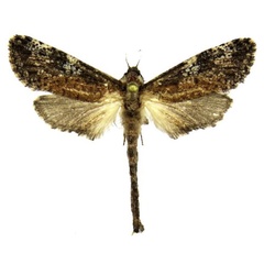 /filer/webapps/moths/media/images/S/strohlei_Aethalopteryx_PTF_Stroehle.jpg