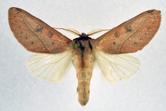 Janthinisca rosita