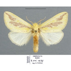 /filer/webapps/moths/media/images/E/elongata_Antheua_AF_ZSM.jpg
