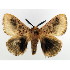 /filer/webapps/moths/media/images/V/varia_Chrysopoloma_AM_Basquin_02.jpg