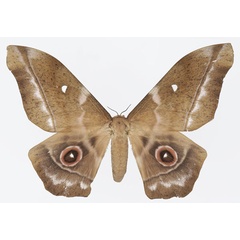 /filer/webapps/moths/media/images/T/truncata_Imbrasia_AF_Basquina.jpg
