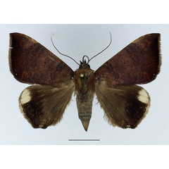 /filer/webapps/moths/media/images/E/ebenaui_Achaea_AF_Basquin.jpg