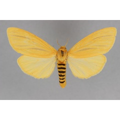 /filer/webapps/moths/media/images/O/occidens_Spilosoma_A_BMNH.jpg