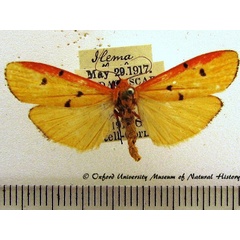 /filer/webapps/moths/media/images/M/marginata_Eilema_A_OUMNH_02.JPG