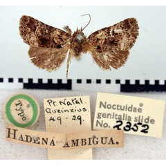 /filer/webapps/moths/media/images/A/ambigua_Hadena_HT_BMNH.jpg