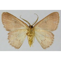 /filer/webapps/moths/media/images/C/cosymbia_Chrysocraspeda_AM_ZSMb.jpg