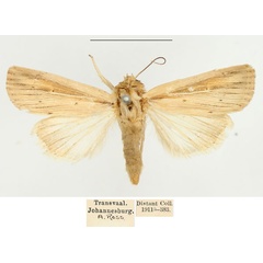 /filer/webapps/moths/media/images/I/infima_Vietteania_AF_BMNH_01.jpg