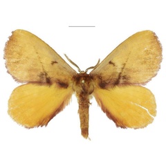 /filer/webapps/moths/media/images/M/meridionalis_Epijana_AM_ANHRT.jpg