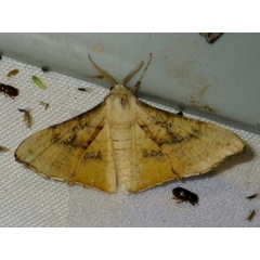 /filer/webapps/moths/media/images/D/dentataria_Coenina_A_Liebenberg_02.jpg