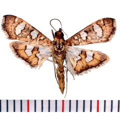 /filer/webapps/moths/media/images/F/flavibrunnea_Glyphodella_AM_Poltavsky.jpg