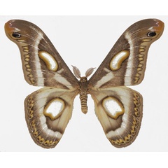 /filer/webapps/moths/media/images/M/mineti_Epiphora_AM_Basquina.jpg