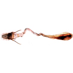 /filer/webapps/moths/media/images/P/pastrinalis_Cristabotys_GF_Poltavsky.jpg