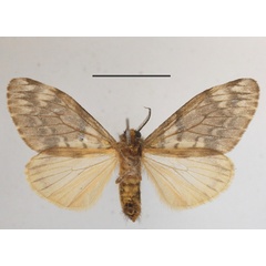 /filer/webapps/moths/media/images/C/civilis_Rhypopteryx_AF_MGCLb_02.JPG