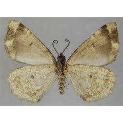 /filer/webapps/moths/media/images/P/phaeochyta_Xylopteryx_AM_ZSMb.jpg