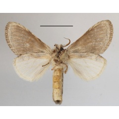 /filer/webapps/moths/media/images/L/leucophaea_Desmeocraera_A_MGCLb_02.JPG