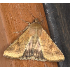 /filer/webapps/moths/media/images/A/armigera_Helicoverpa_A_Heyns_02.jpg
