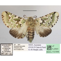 /filer/webapps/moths/media/images/E/esmeralda_Hampsonita_AF_MGCLa_02.JPG