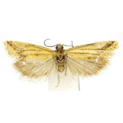 /filer/webapps/moths/media/images/T/tortuosa_Hectaphelia_AM_Bassi.jpg