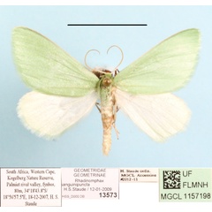 /filer/webapps/moths/media/images/S/sanguinipuncta_Rhadinomphax_A_MGCLa_01.JPG