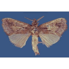 /filer/webapps/moths/media/images/T/triangularis_Metarbela_HT_MfN.jpg