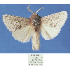 /filer/webapps/moths/media/images/T/taifensis_Metarbela_PTM_NHMUK.jpg