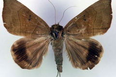 Achaea faber