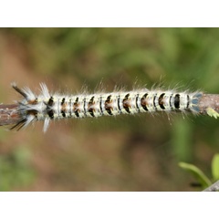 /filer/webapps/moths/media/images/N/nigrolineata_Grammodora_C_Roland.jpg