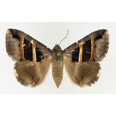 /filer/webapps/moths/media/images/C/congenita_Grammodes_AF_TMSA_02.jpg