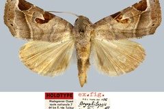 Bryophilopsis xephiris