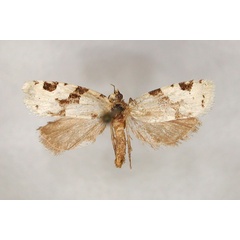 /filer/webapps/moths/media/images/M/manticopa_Lozotaenia_HT_RMCA_01.jpg