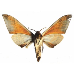 /filer/webapps/moths/media/images/B/biokoensis_Pseudoclanis_AM_EMEM_01b.jpg