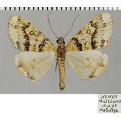 /filer/webapps/moths/media/images/A/aucilla_Xylopteryx_AF_ZSM.jpg