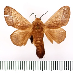 /filer/webapps/moths/media/images/P/phlebodes_Latoia_AM_BMNH_01.jpg