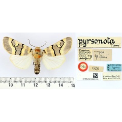 /filer/webapps/moths/media/images/P/pyrsonota_Diaphone_HT_BMNH.jpg