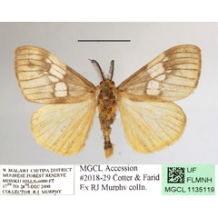 /filer/webapps/moths/media/images/M/marwitzi_Palasea_AM_MGCLa_01.JPG