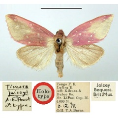 /filer/webapps/moths/media/images/J/joiceyi_Timora_HT_BMNH.jpg