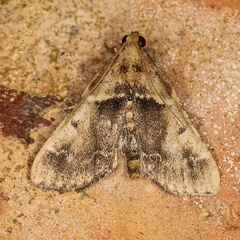 /filer/webapps/moths/media/images/Z/zonalis_Zitha_A_Heyns_02.JPG