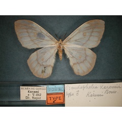 /filer/webapps/moths/media/images/K/karemii_Pseudaphelia_ST_RMCA_01.jpg