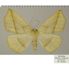 /filer/webapps/moths/media/images/C/cneca_Psilocerea_AF_ZSM.jpg