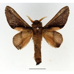 /filer/webapps/moths/media/images/P/phenax_Apatelopteryx_AM_Basquin_01.jpg