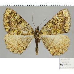 /filer/webapps/moths/media/images/E/emunctaria_Xylopteryx_AF_ZSM.jpg