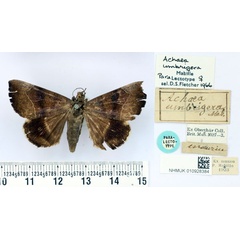 /filer/webapps/moths/media/images/U/umbrigera_Achaea_PLT_BMNH.jpg
